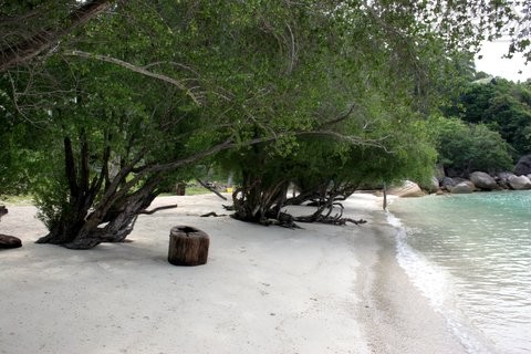 Beach with trees