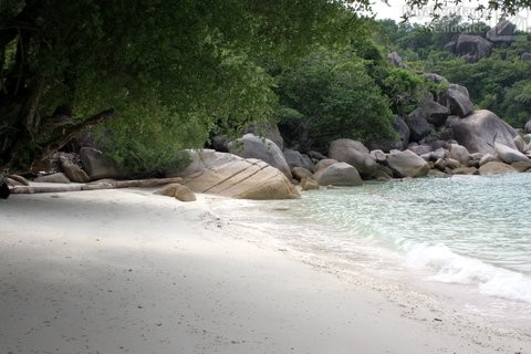 Beach with trees